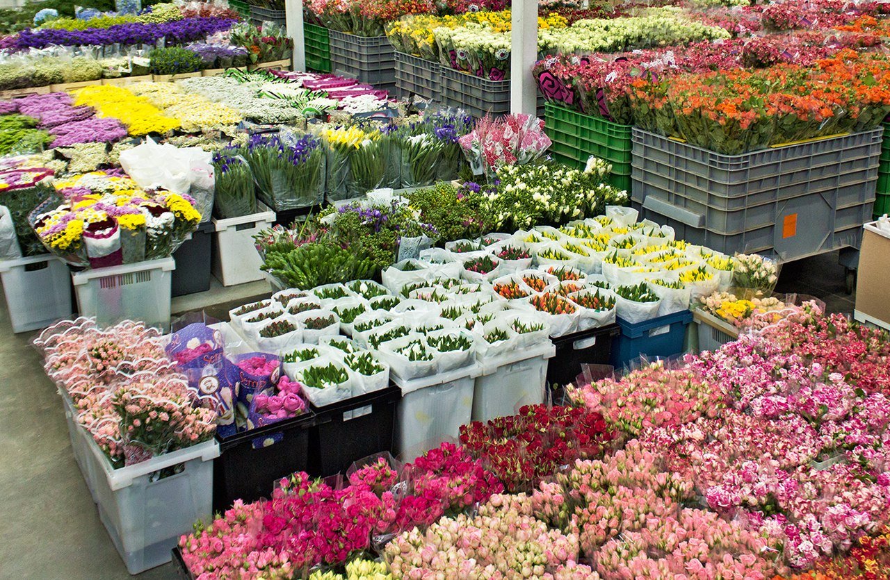 Купить рассаду цветов оптом. Оптовый склад цветов. Цветы магазинные. Цветочные базы. Оптовый магазин цветов.
