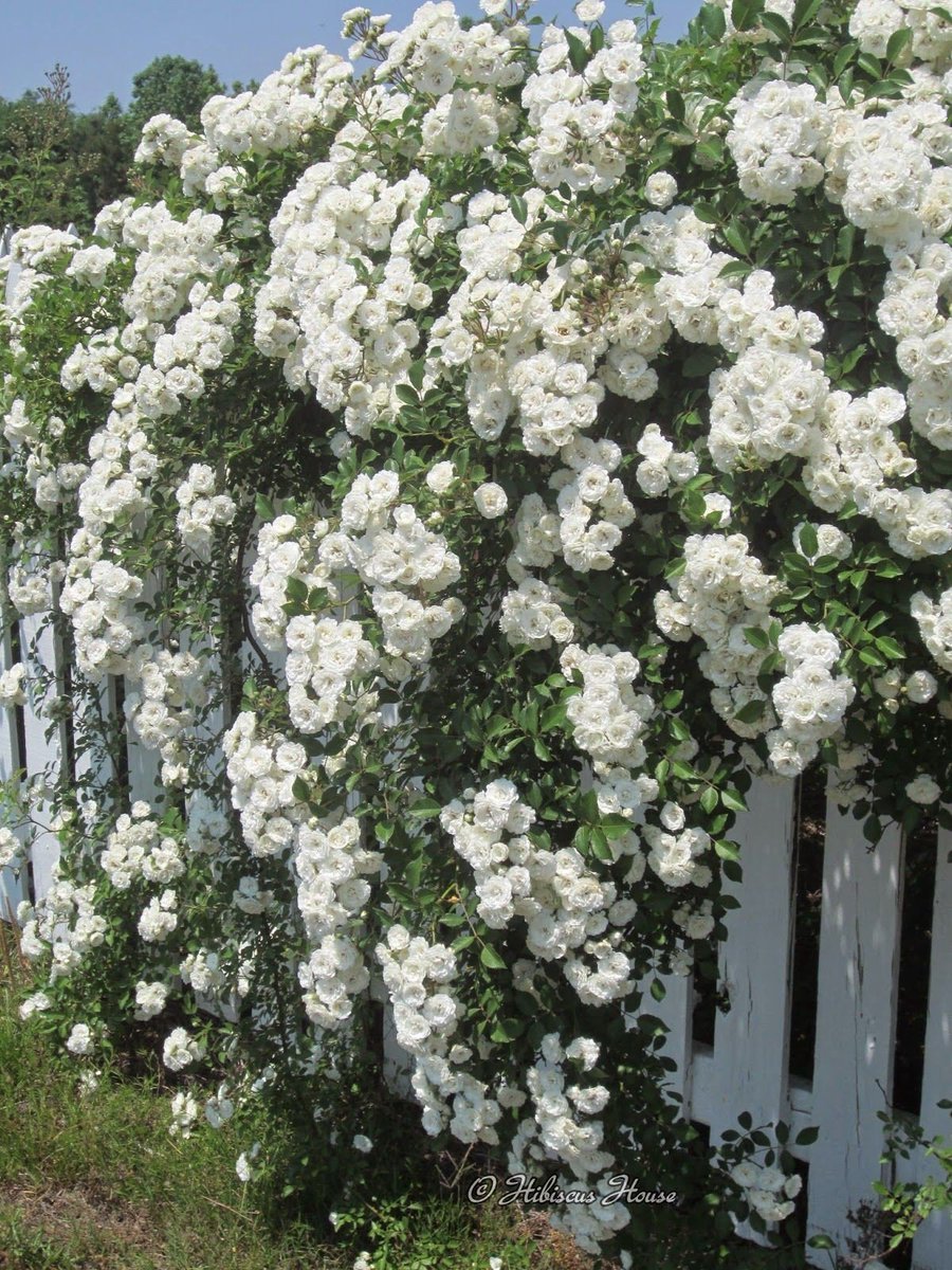 Роза плетистая жасмина белая