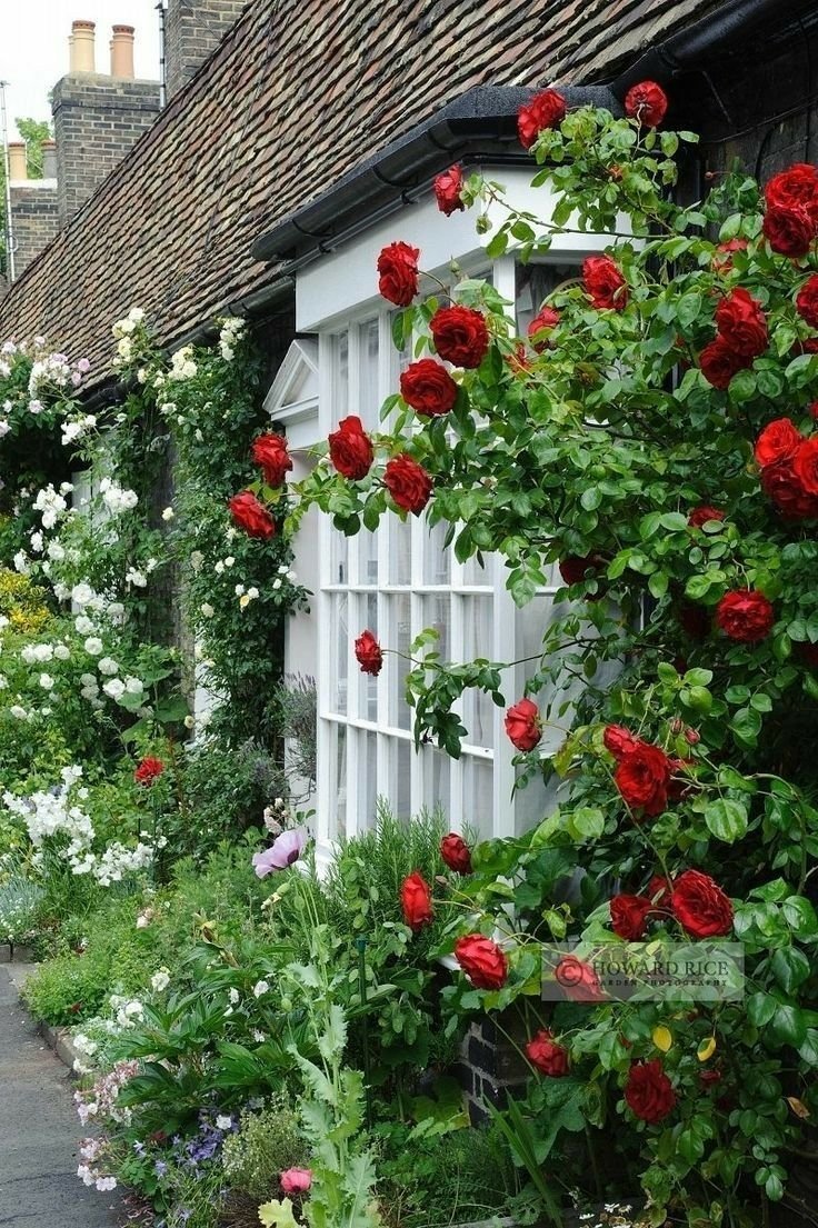 Зеленая арка плетистые розы