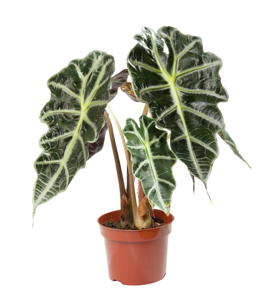 Алоказия Амазонская Alocasia Amazonica