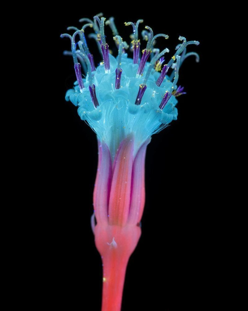 Цветы в ультрафиолете Крейг Берроуз