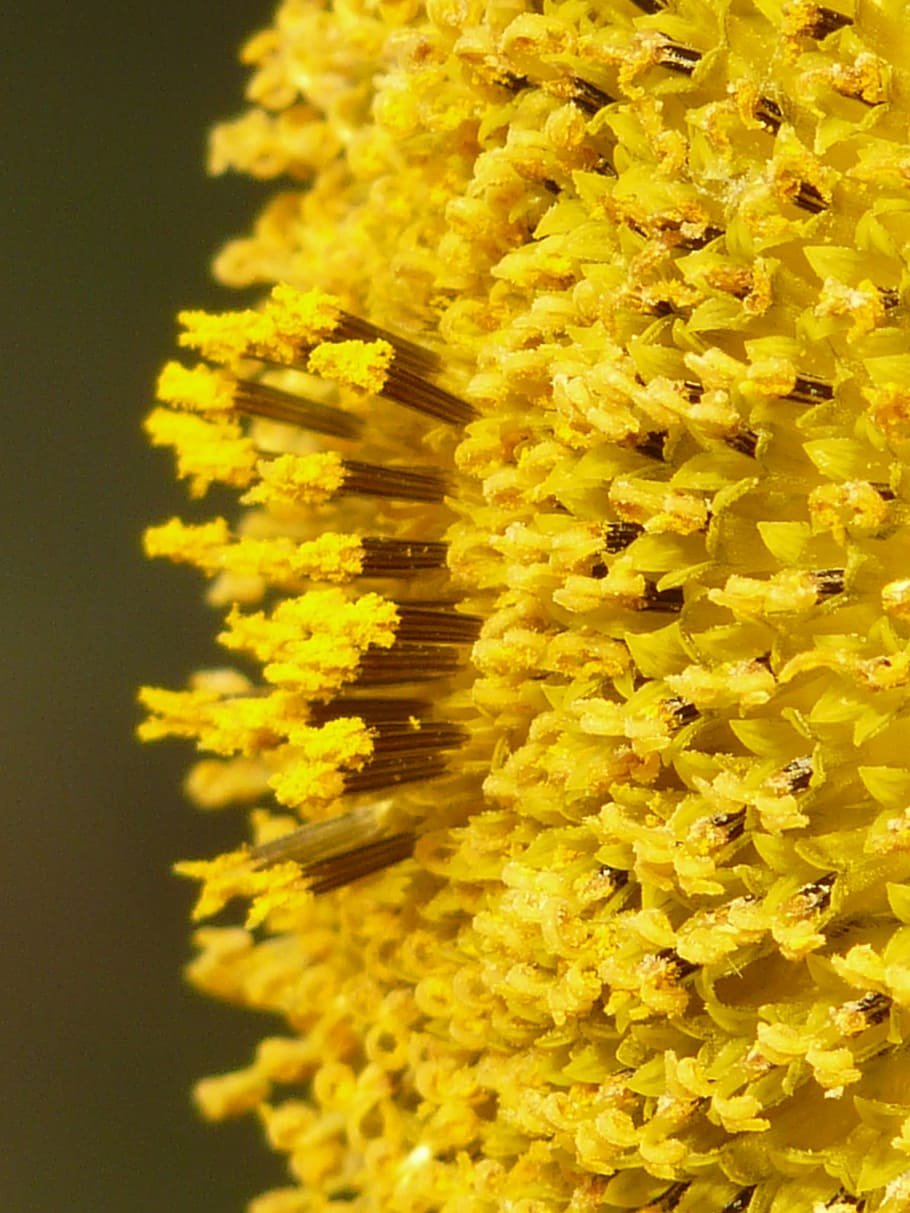Пыльца на цветах