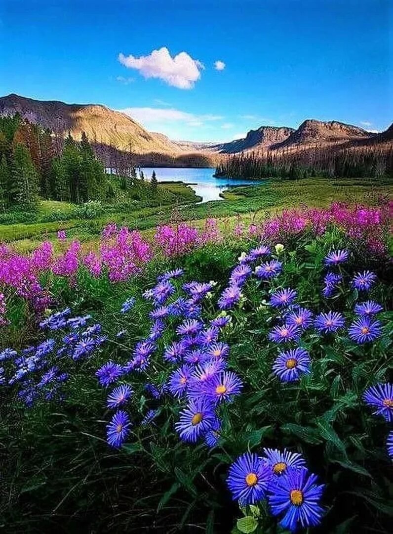 Озеро с цветами