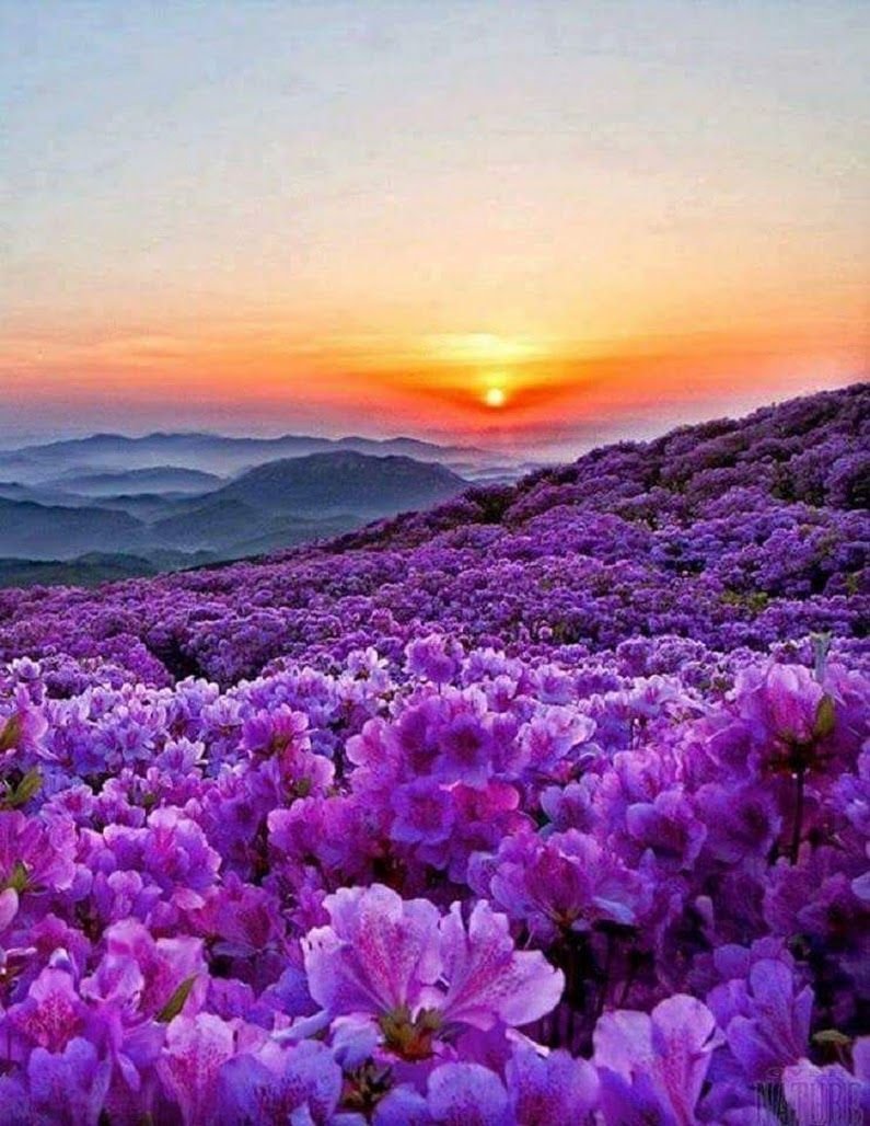 Восхитительные края. Сиреневые цветы. Красота природы. Красивый пейзаж. Фиолетовые цветы.
