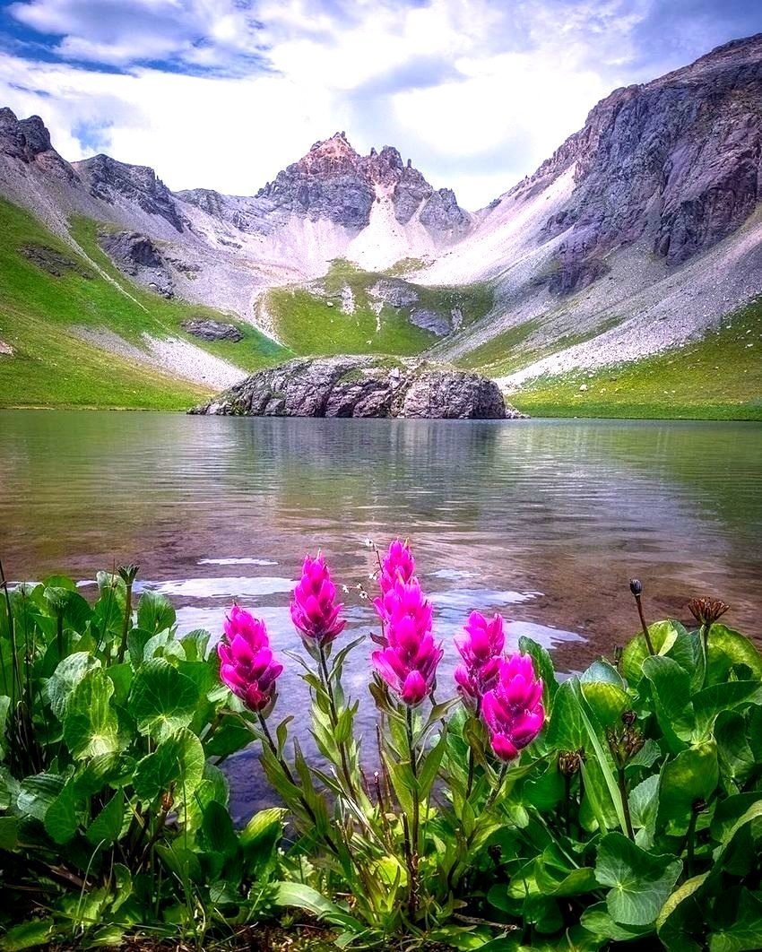 Швейцария природа горы цветы