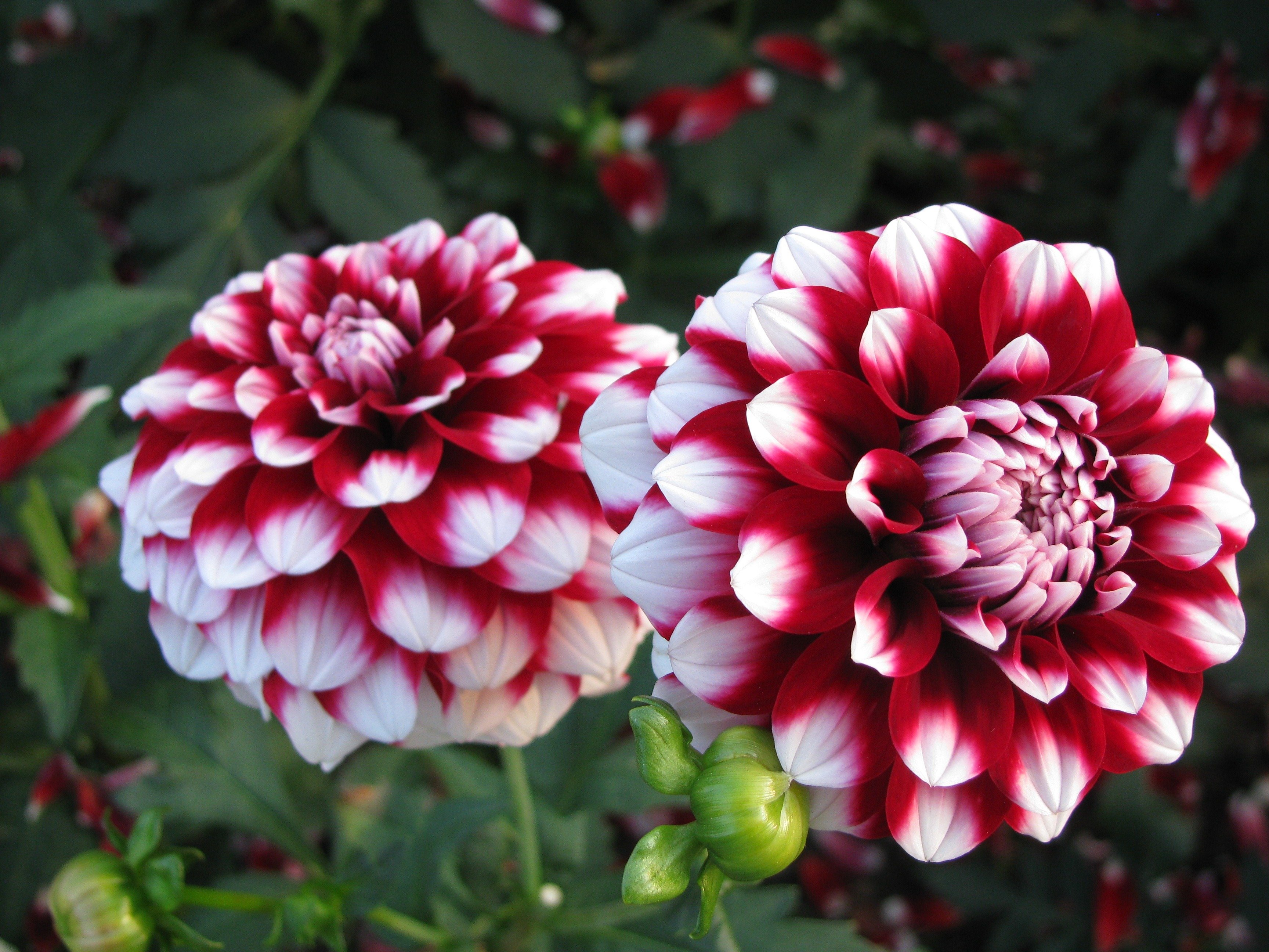 Георгин Императорский Dahlia Imperialis