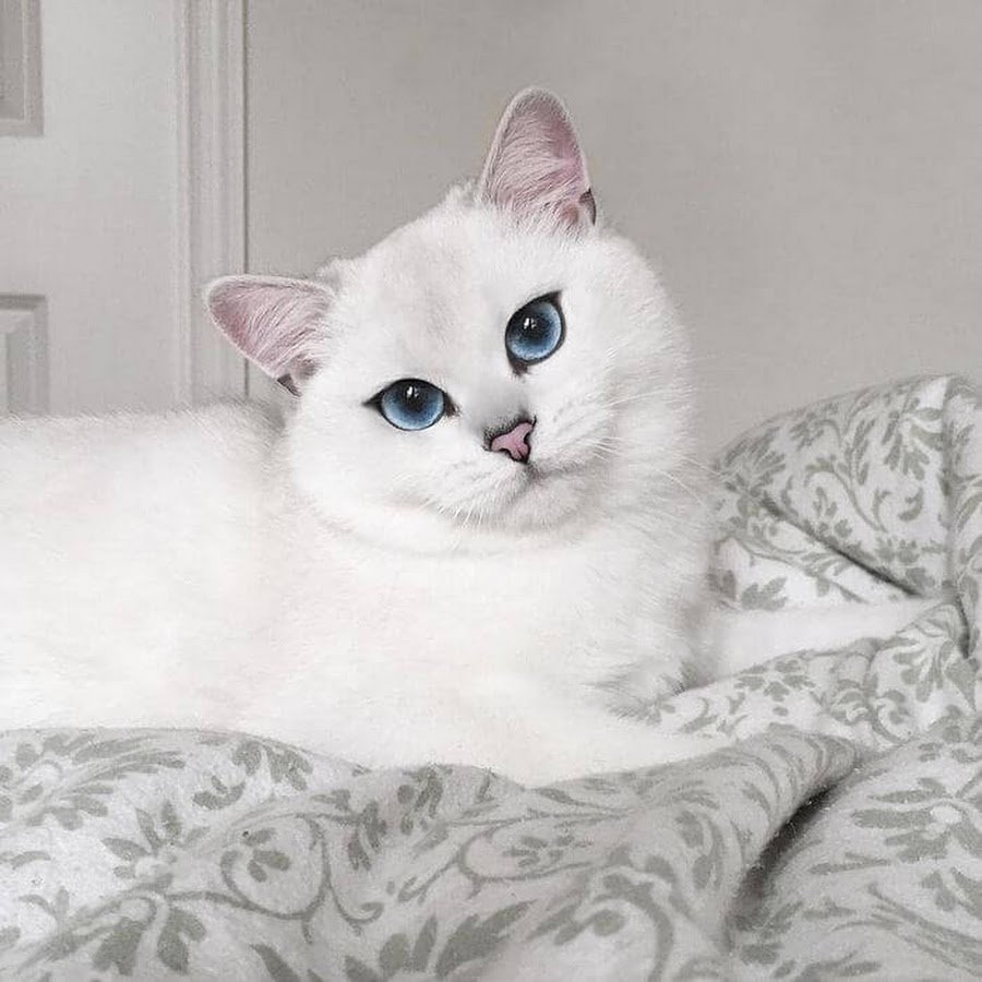 Белая Персидская шиншилла кошка