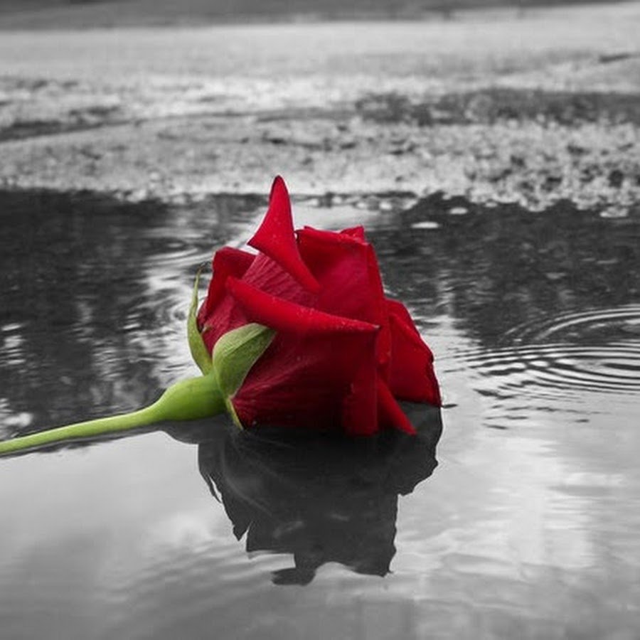 Брошенная роза под дождем