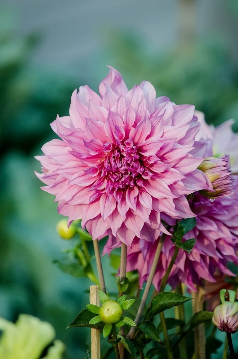 Георгина Dahlia Hortensis