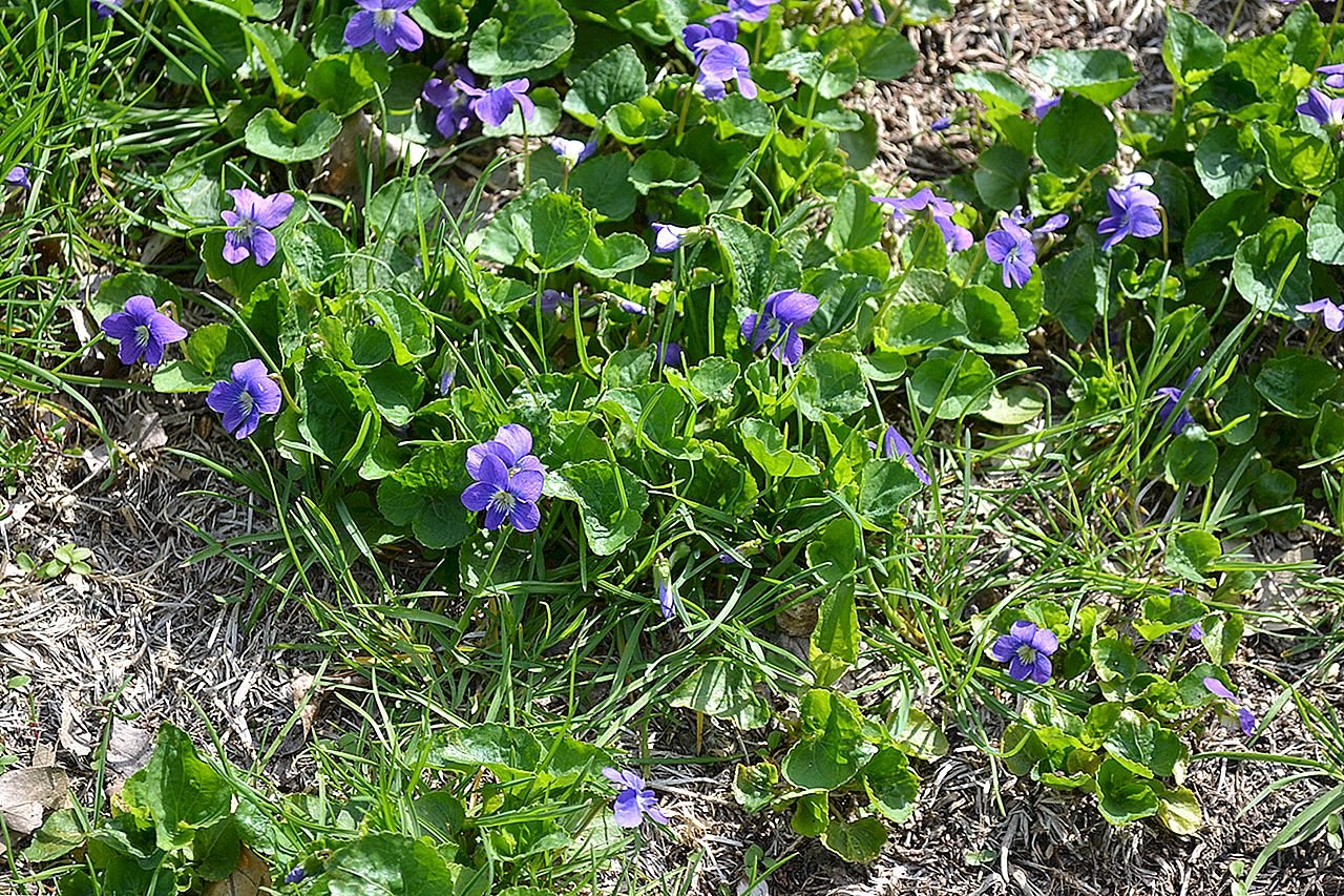 Маленькие фиолетовые цветочки сорняк