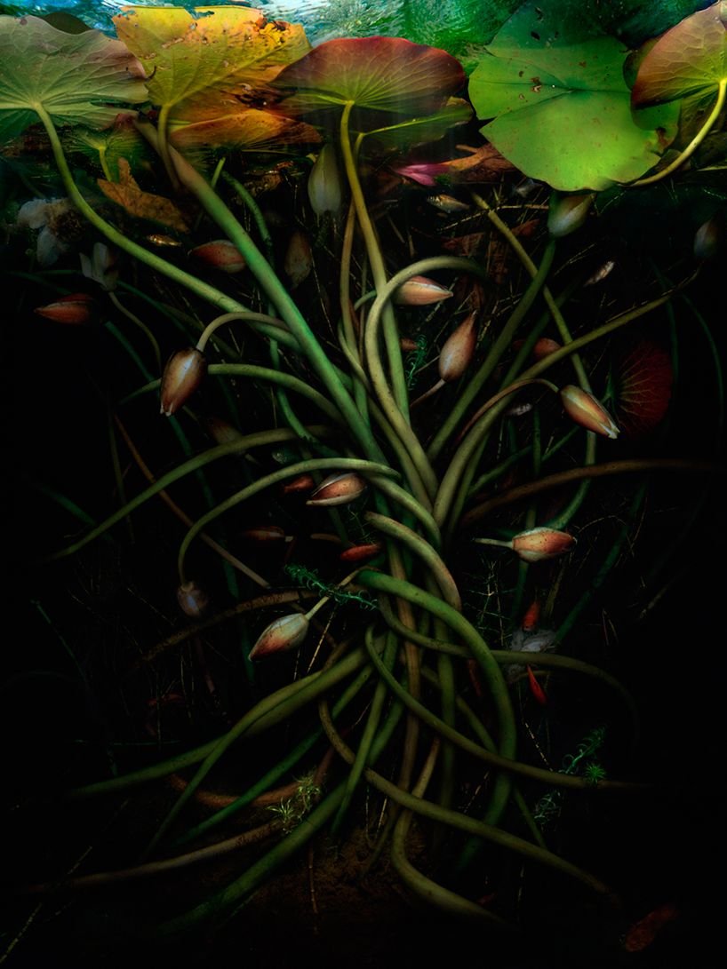 Растения под водой