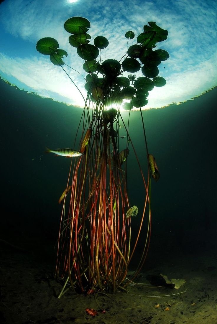 Необычные водоросли
