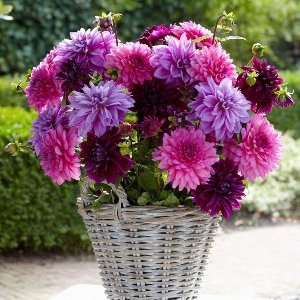 Георгины Purple Bouquet