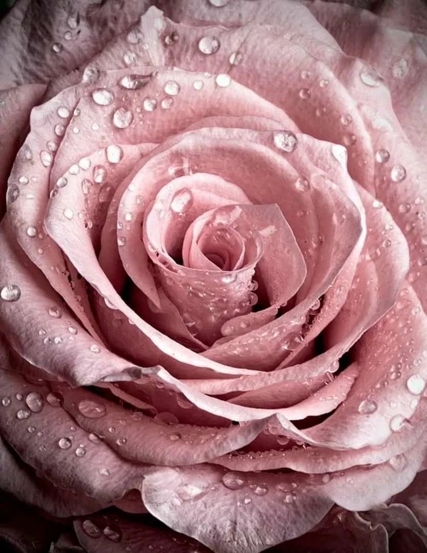 Пыльная роза пантон