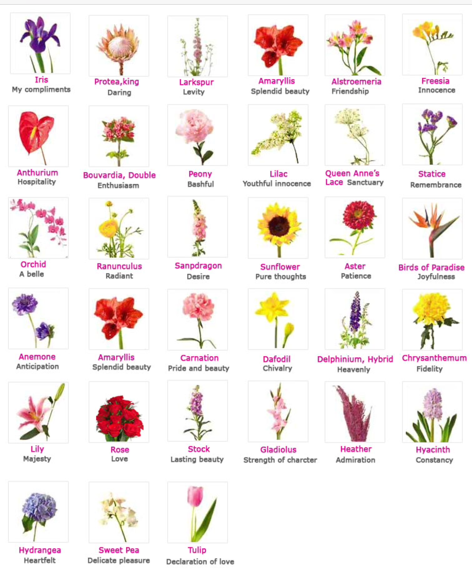 Название цветка с большой буквы. Цветы названия. Цветы список. Цветочки и их названия. Названия цветов растений.