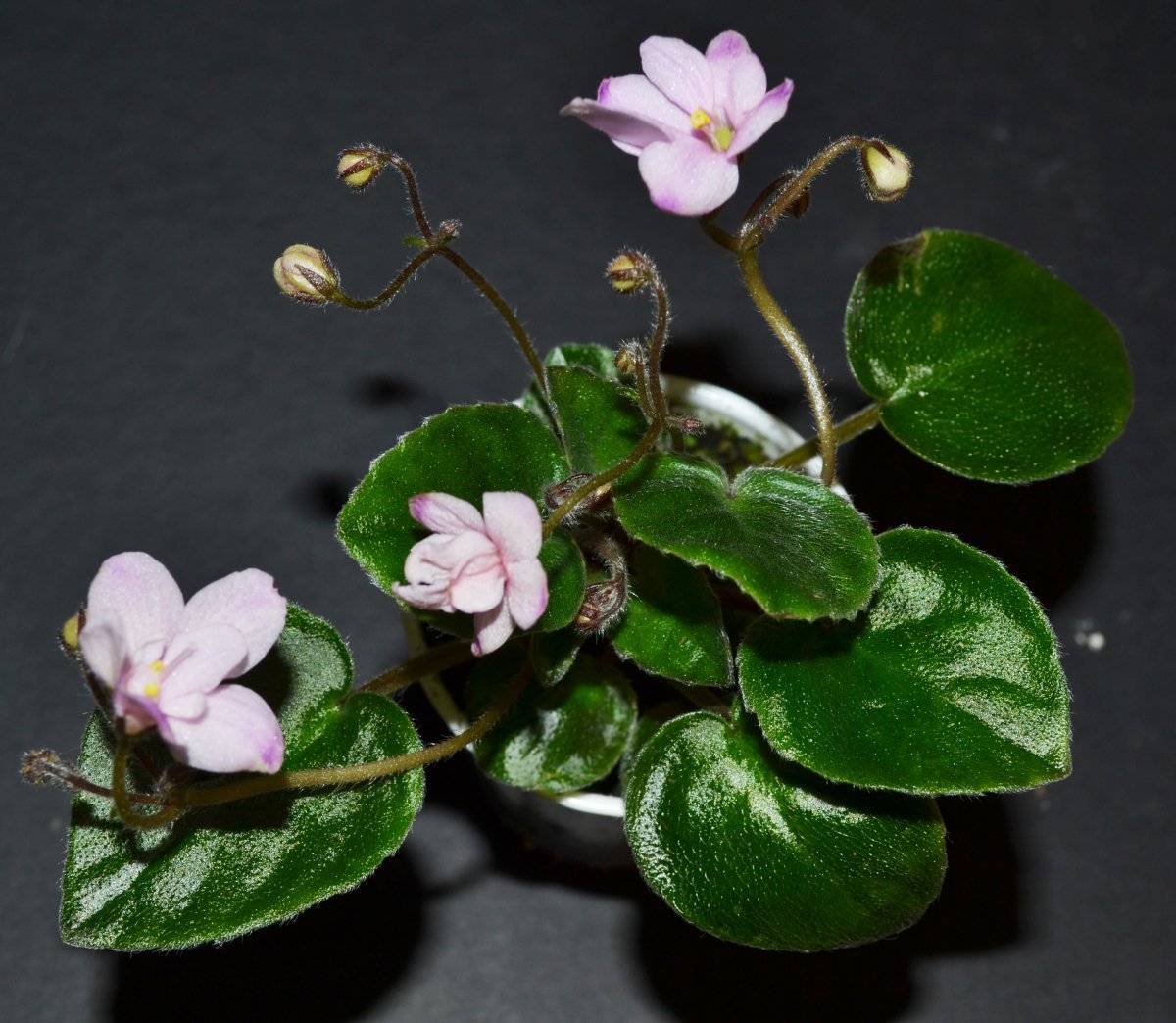 Фиалка Pink African Violet