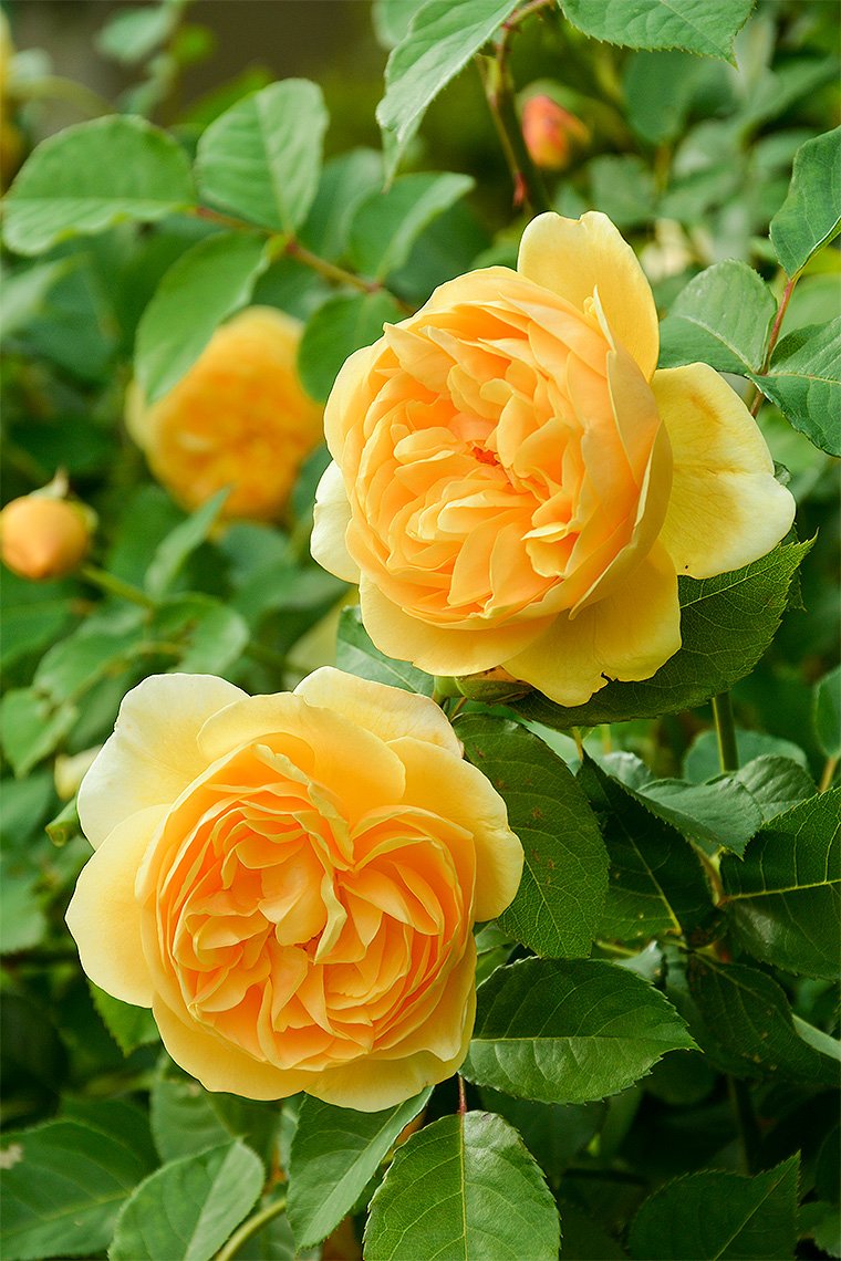 Роза парковая желтая