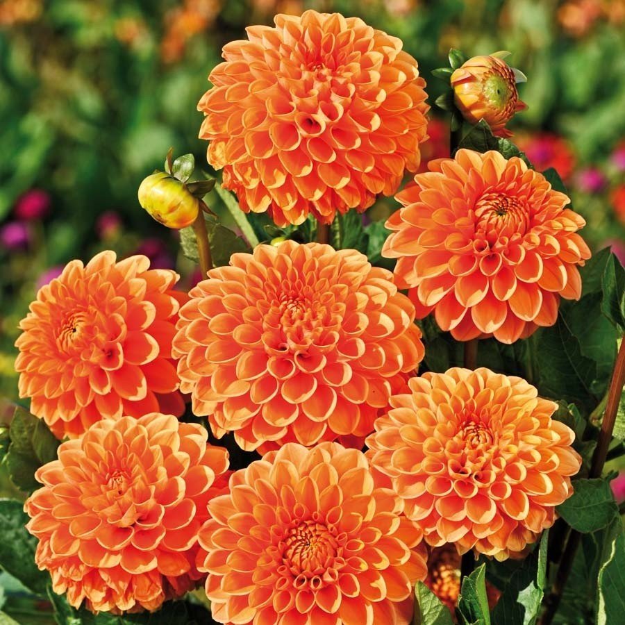 Георгины Dahlia Mix