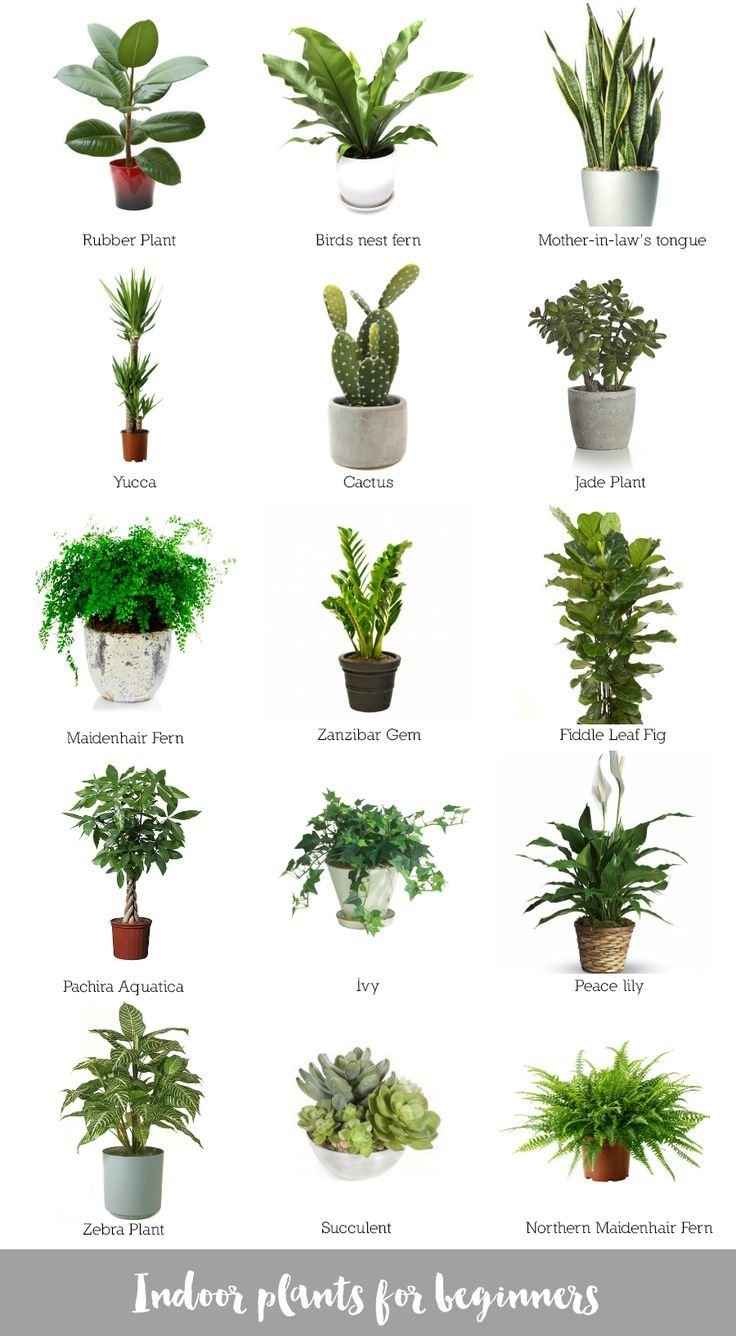 Комнатные растения нецветущие зеленые