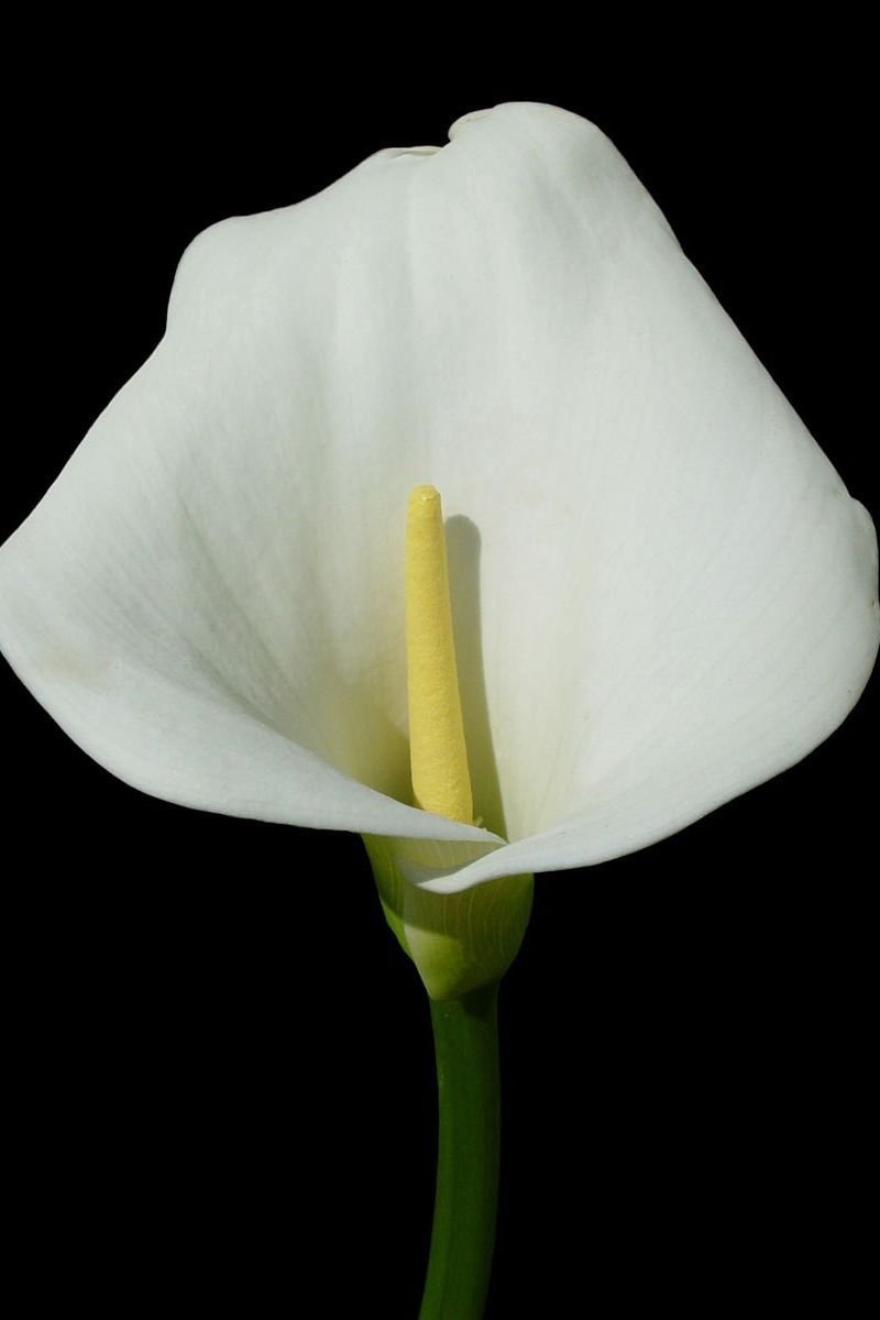 Цветы белые с желтым пестиком