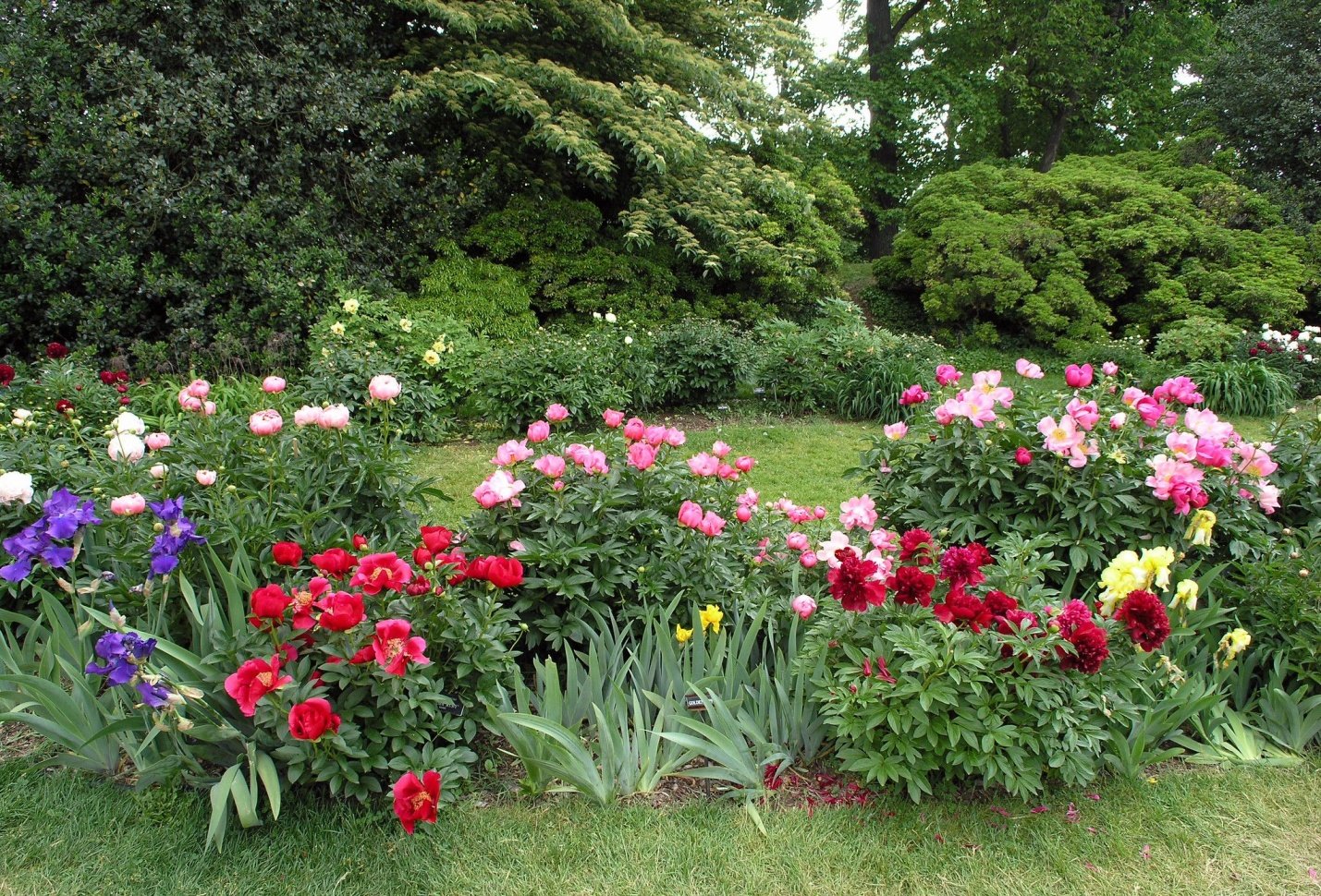 Розы и лилейники на одной клумбе фото