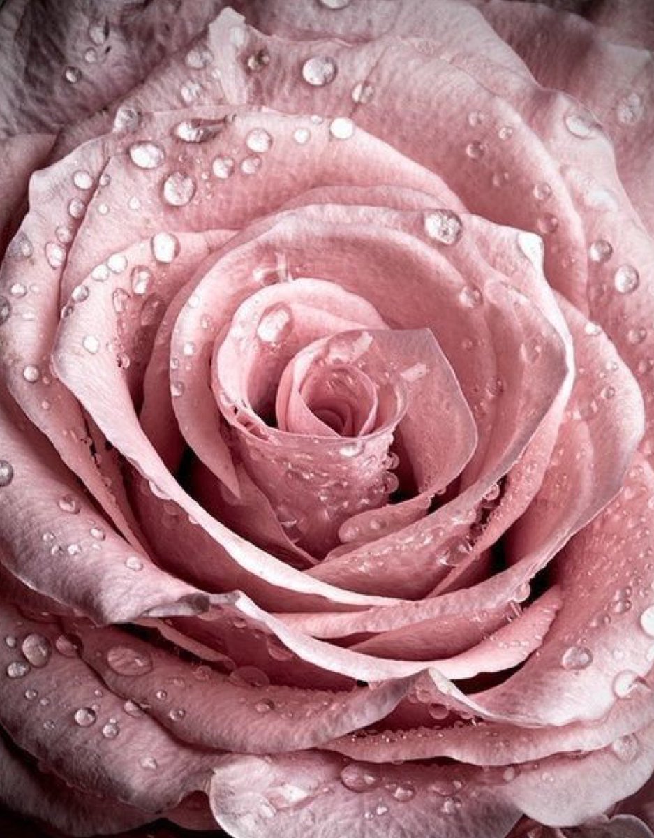 Пыльно розовые цветы