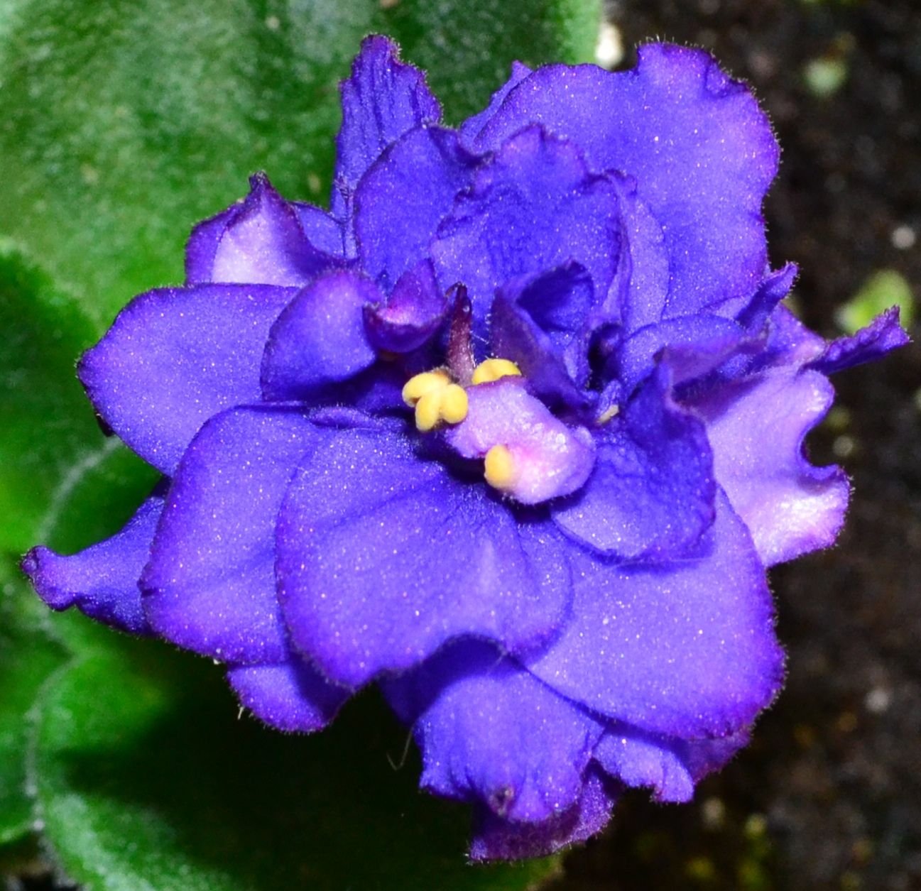 Фиалка темно фиолетовая. Африкан Виолет-сенполия. Фиалка Purple African Violet. Фиалка Тирский пурпур. Фиолетовый Кардинал фиалка.