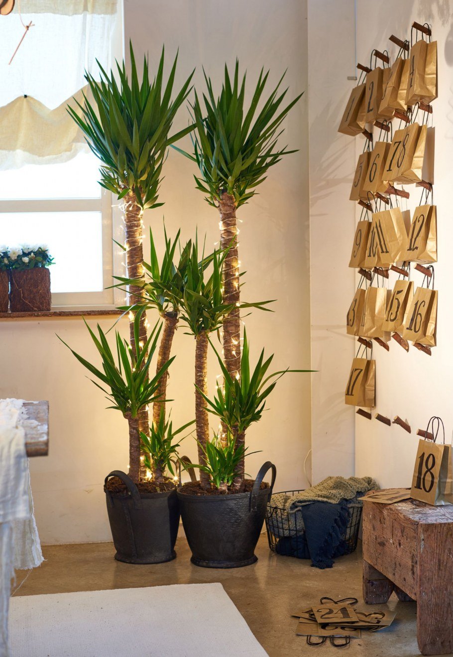 Yucca House Plant