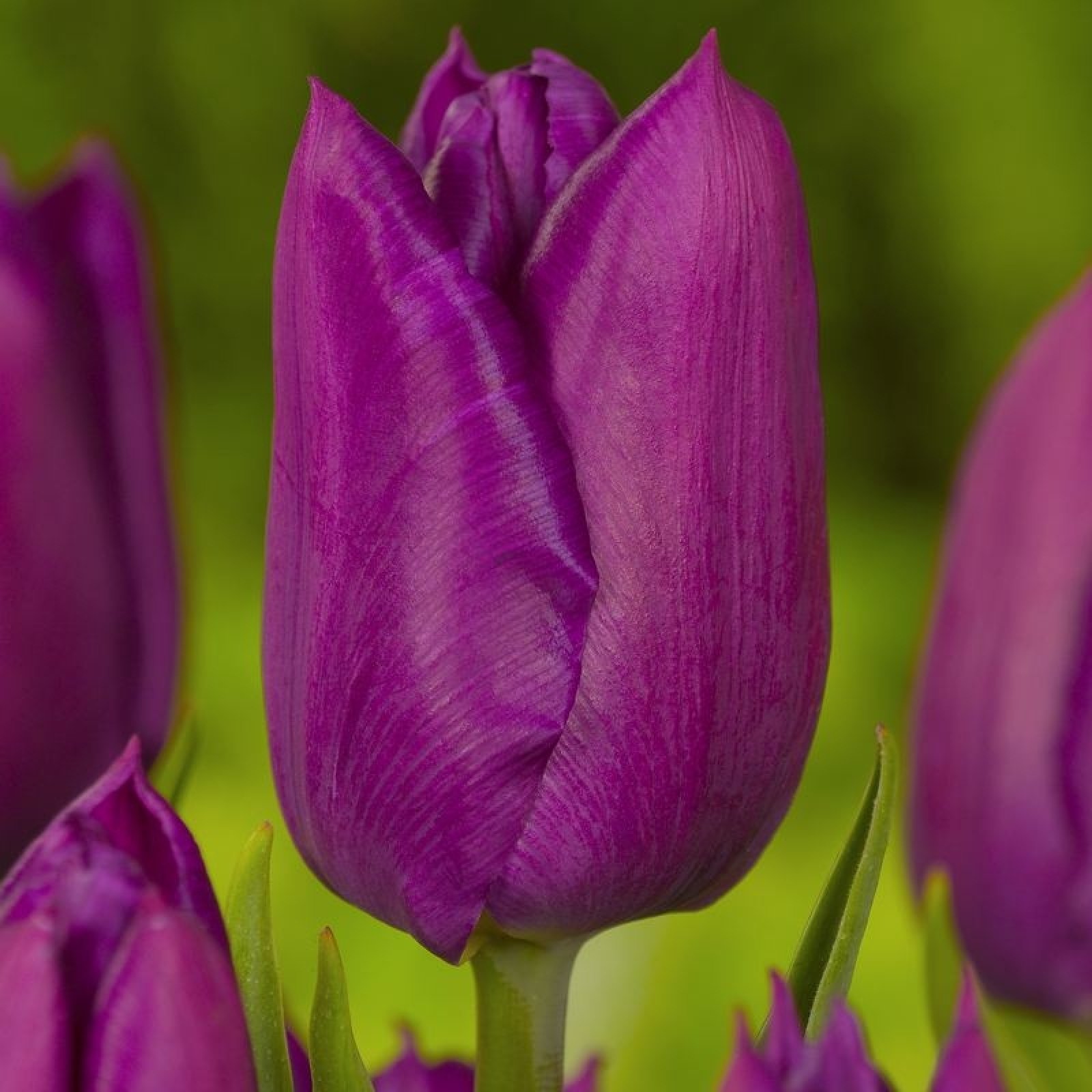 Тюльпан Purple Bouquet