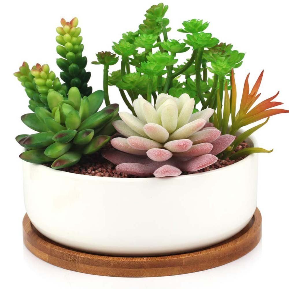 Cactus Pot горшки кактусы Суккуленты