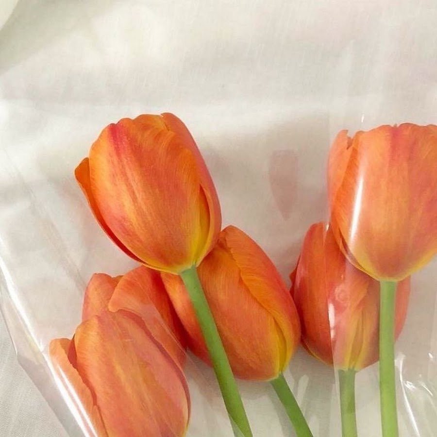 Оранжевые тюльпаны Эстетика