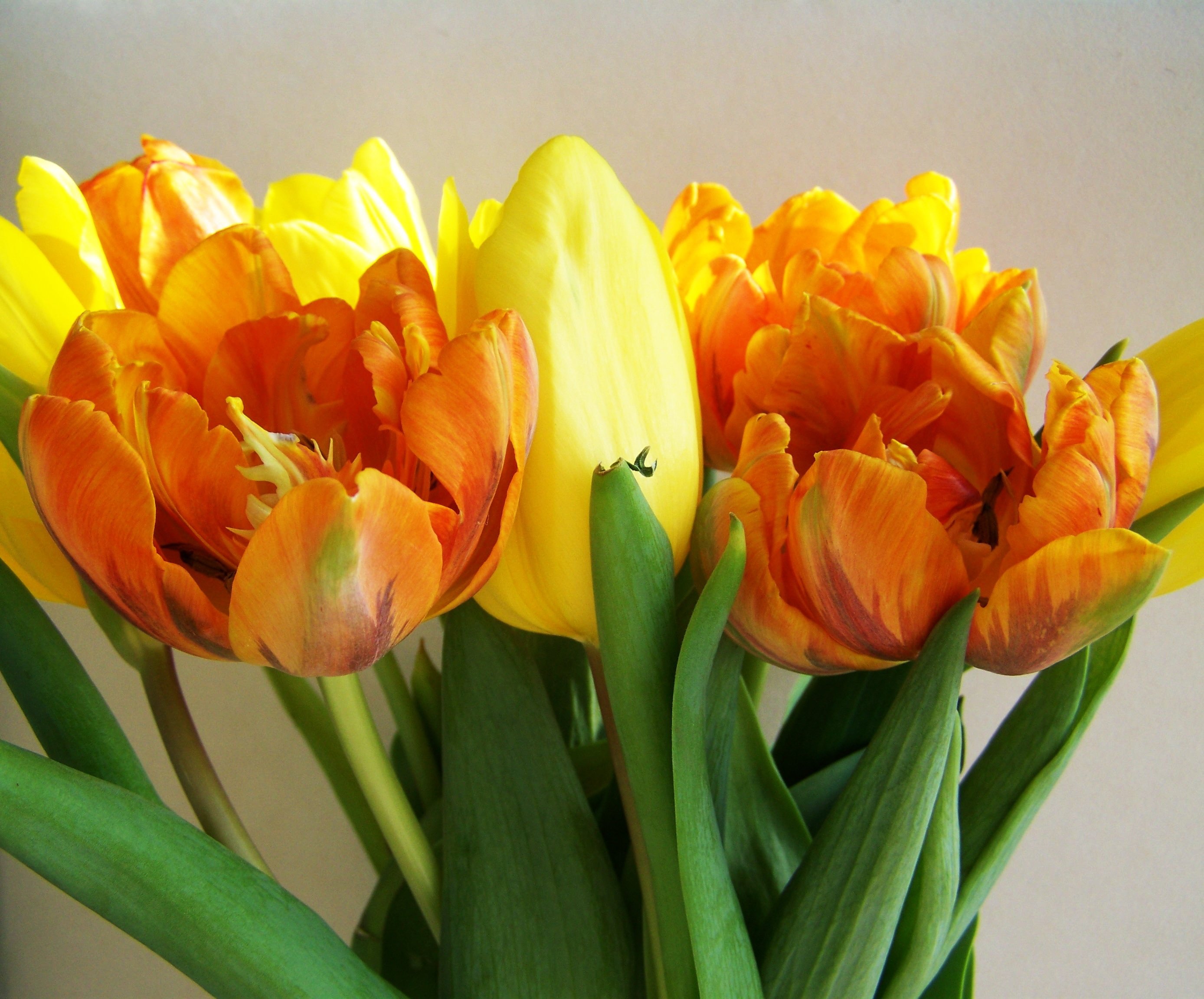 Почему тюльпаны желтеют. Тюльпан пионовидный желтый. Тюльпан пионовидный оранжевый. Тюльпан оранж Джус. Тюльпан оранж букет.