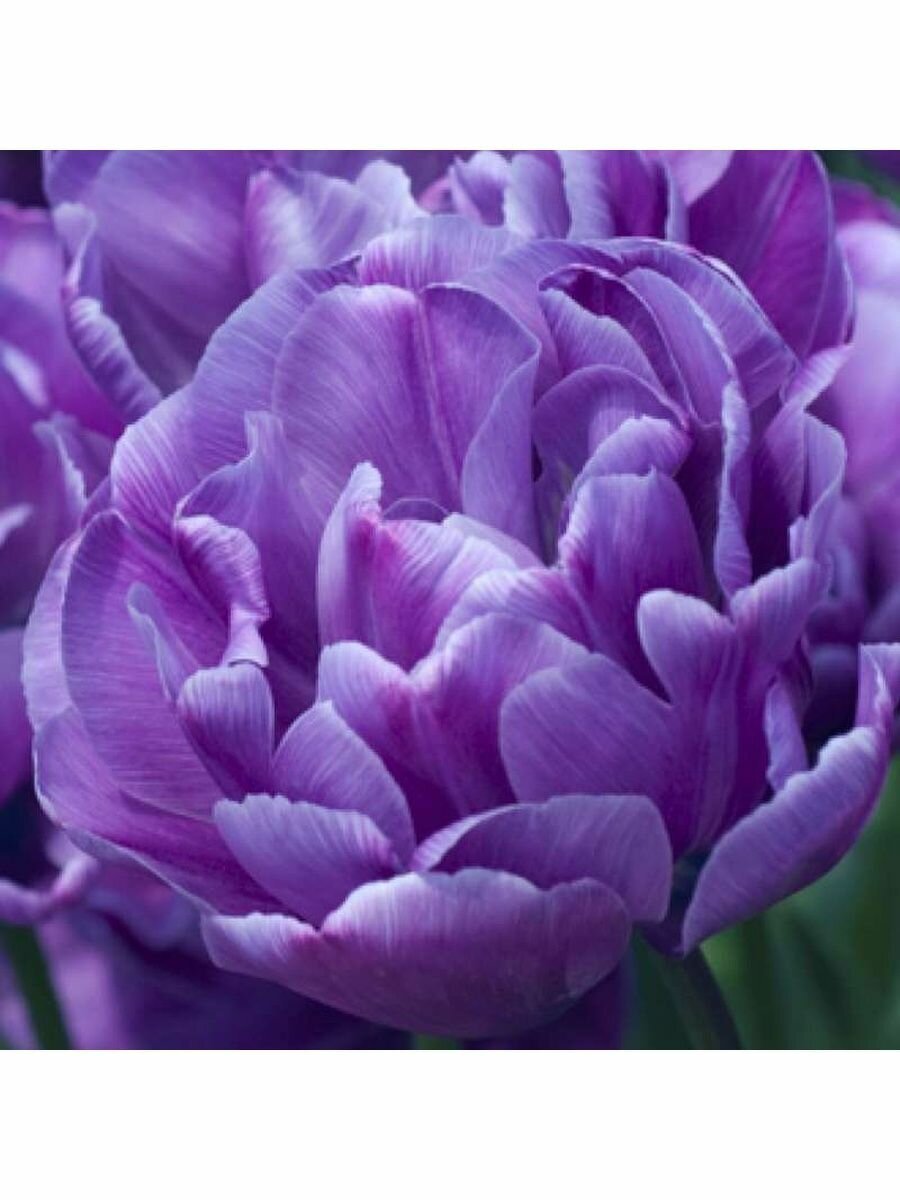 Лучшие сорта тюльпанов серебристо голубых фиолетовых и черных