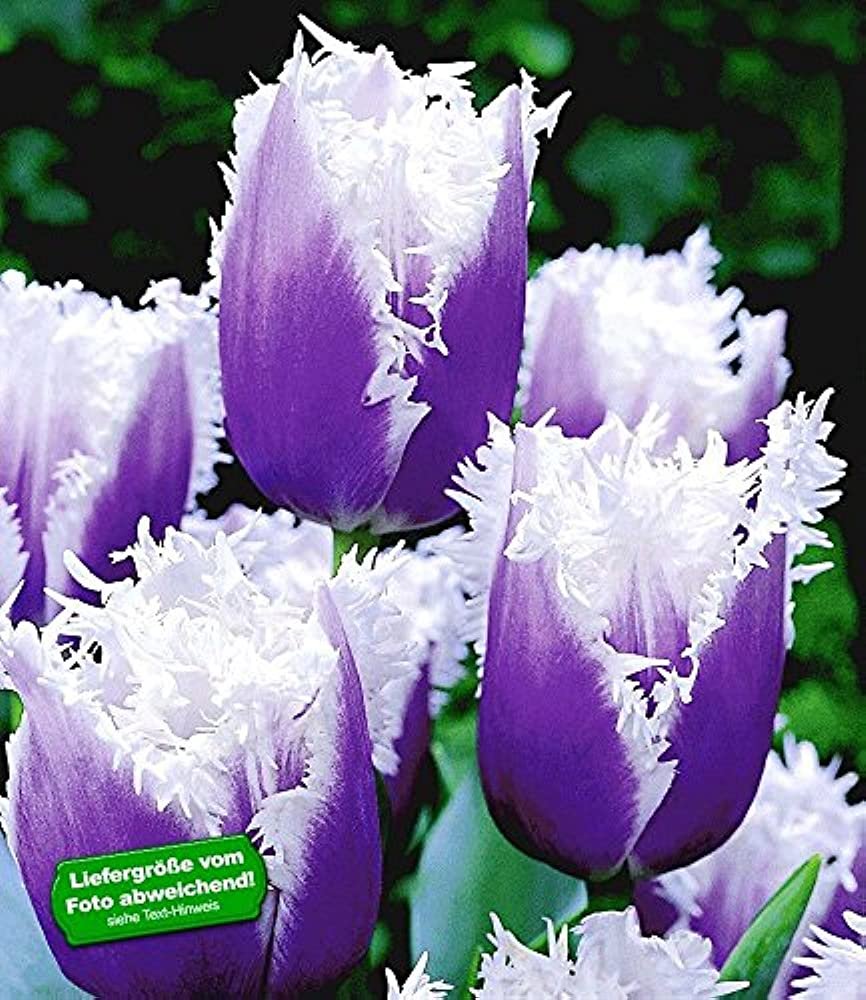 Лучшие сорта тюльпанов серебристо голубых фиолетовых