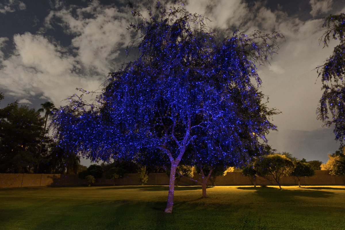 Голубое дерево
