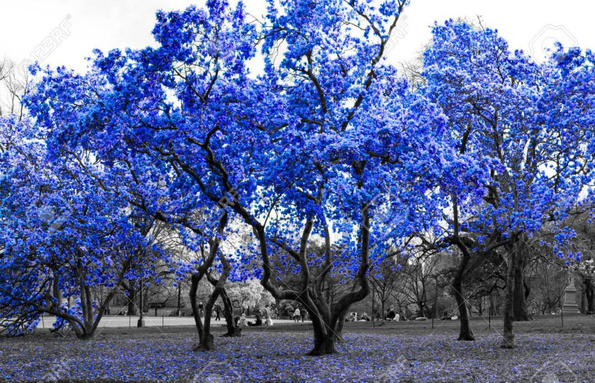 Дерево с синей листвой