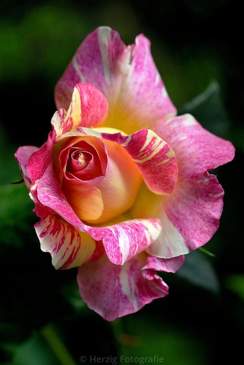 Роза пестроцветковая