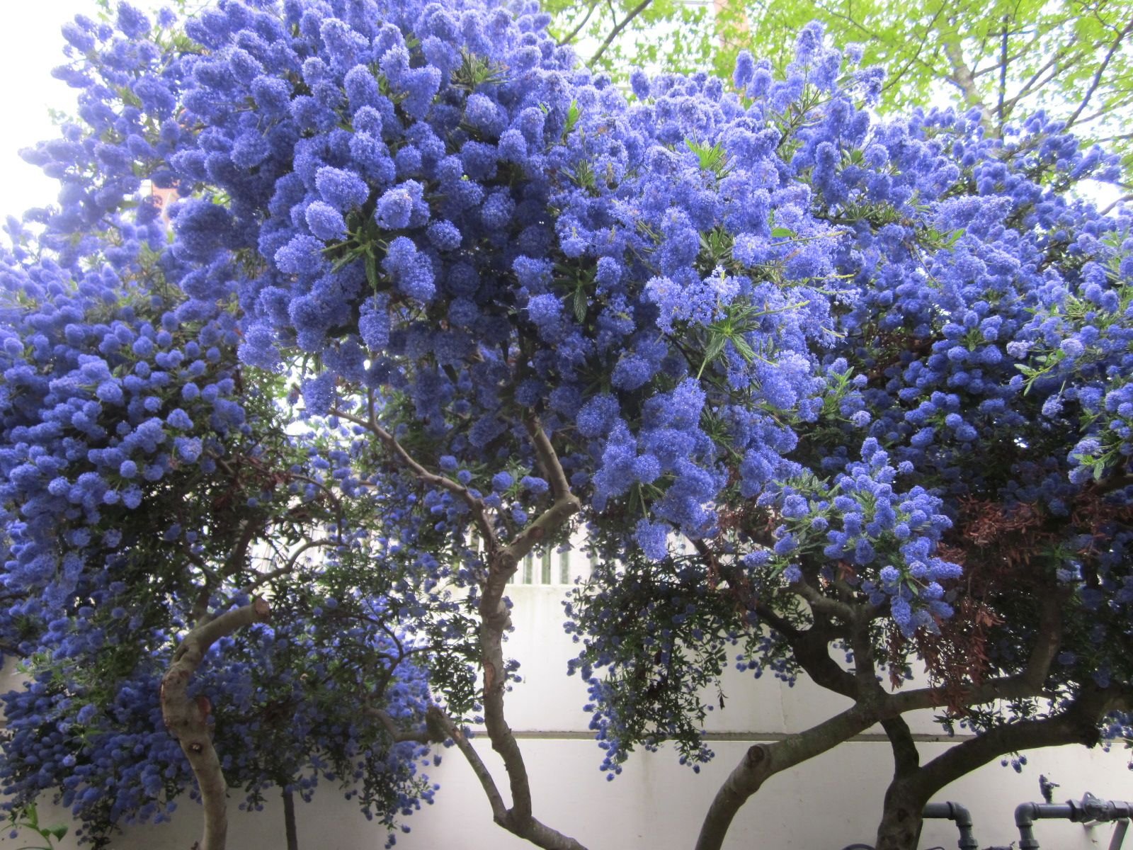 Blue tree. Калифорнийская сирень Цеанотус. Цеанотус дерево. Цеанотус бонсай. Цианус куст.