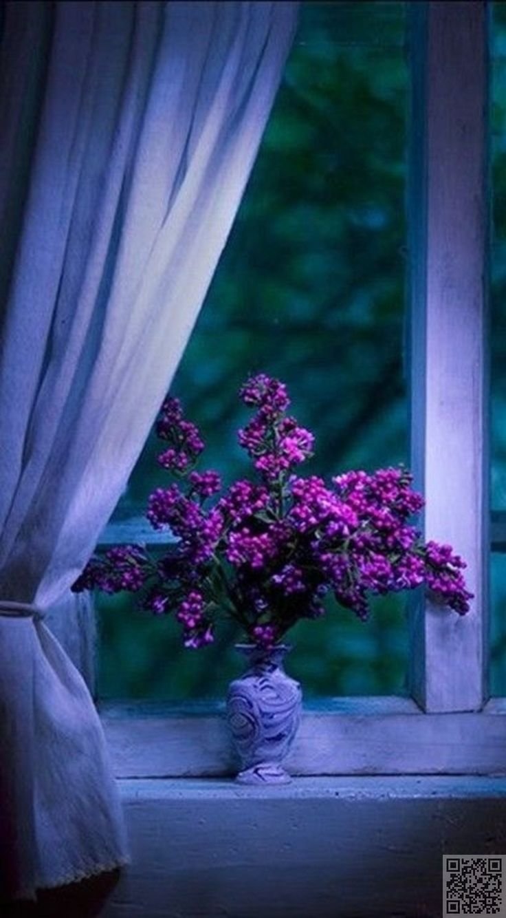 Цветы на ночном окне