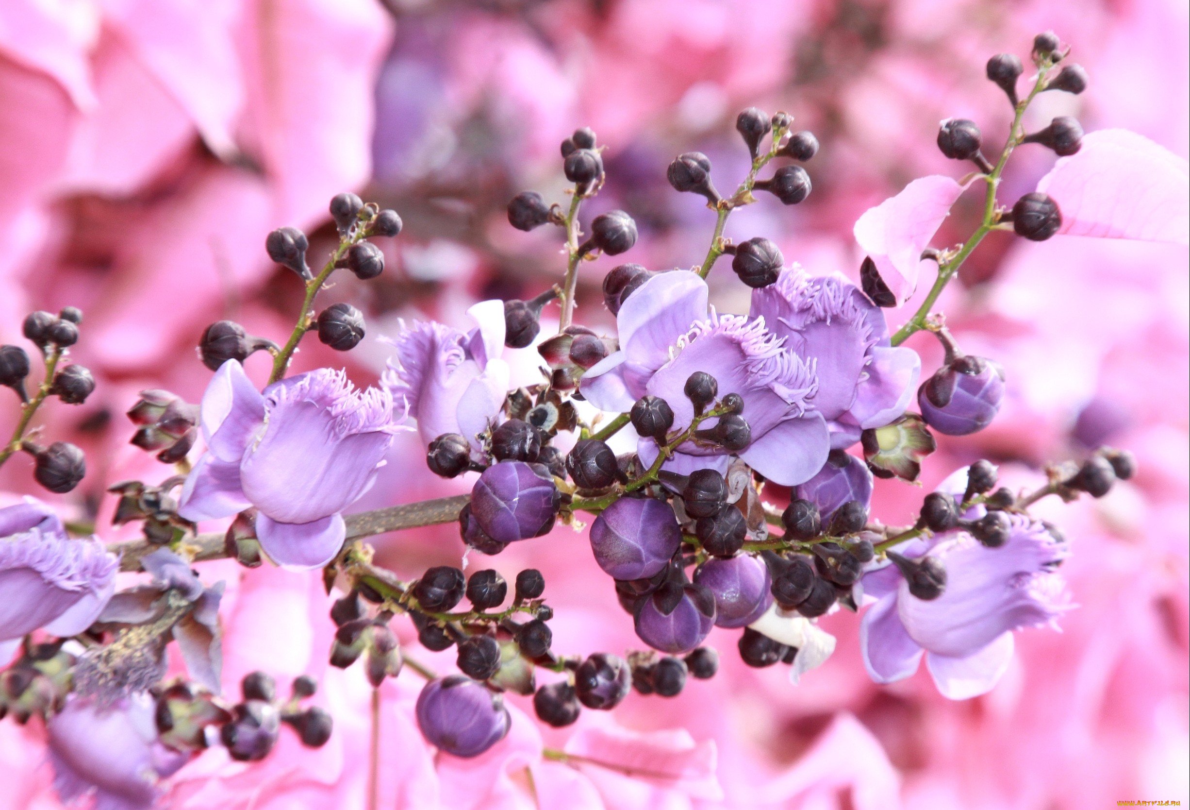 Лилово розовые цветы. Сиреневые цветы. Фиолетовые цветы. Розово фиолетовые цветы. Светло фиолетовые цветы.