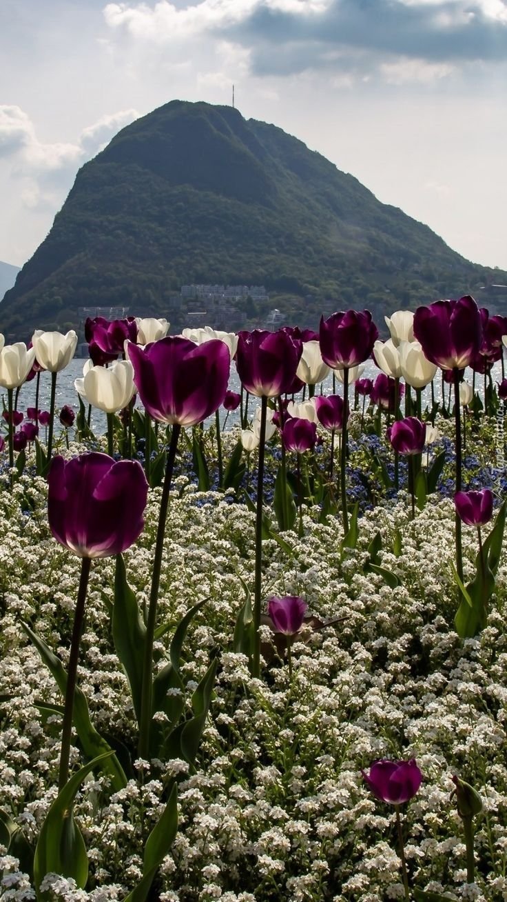 Долина тюльпанов в Швейцарии