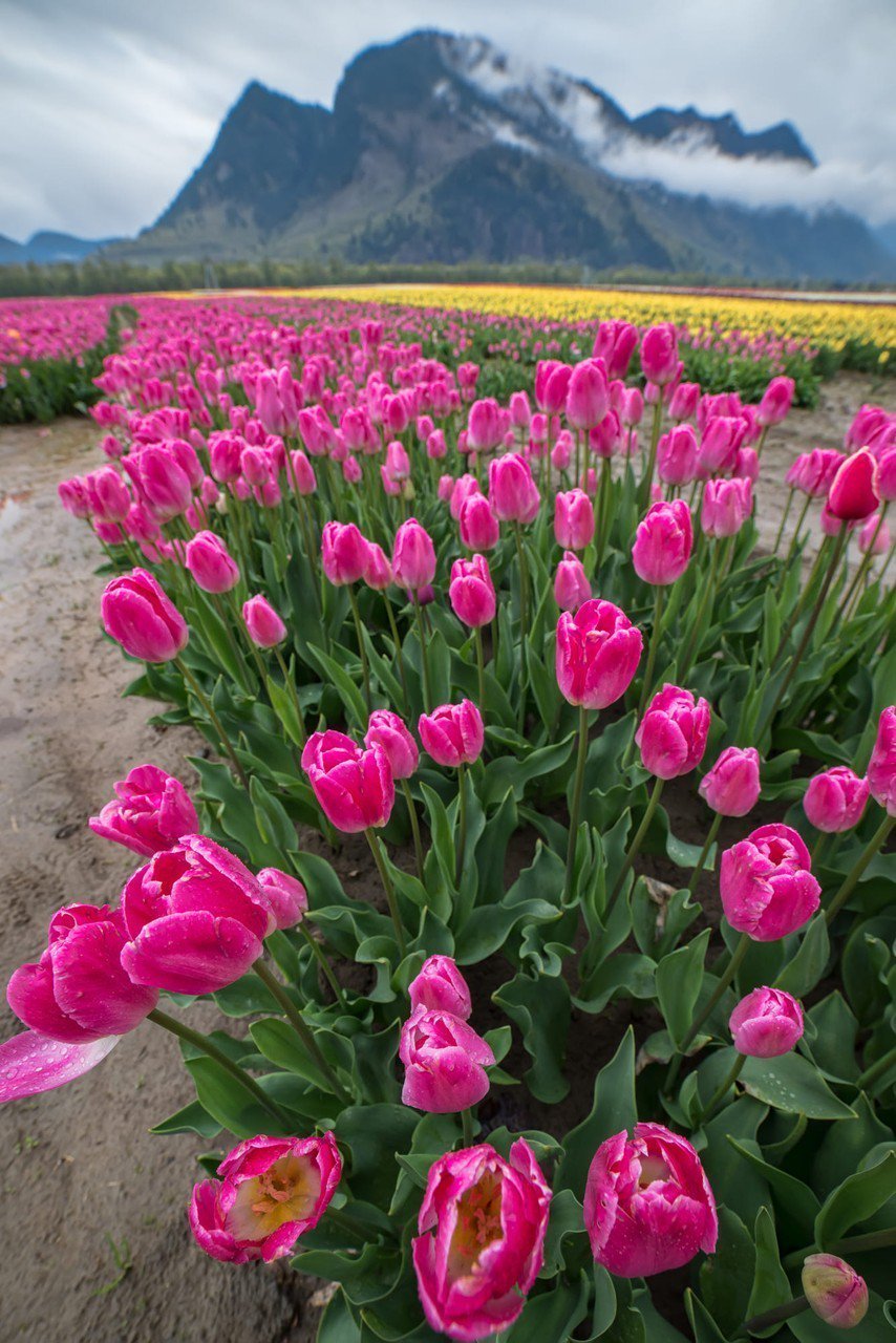 Горные тюльпаны Таджикистана