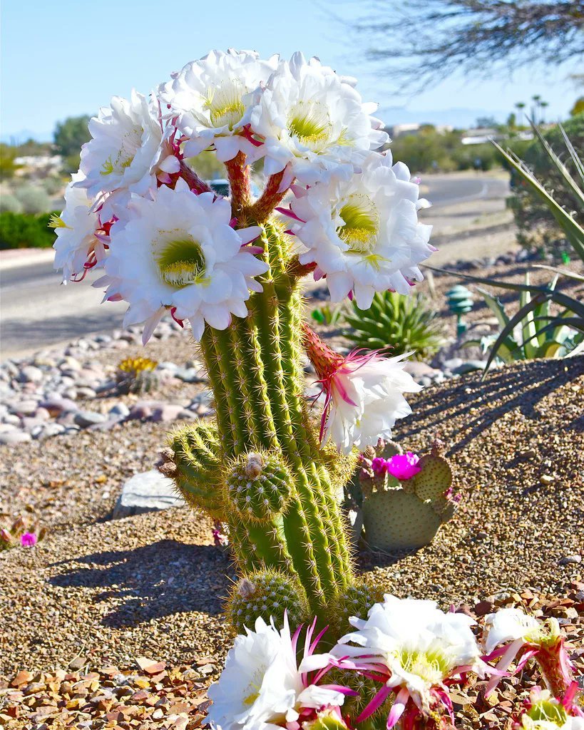 Echinopsis Serape