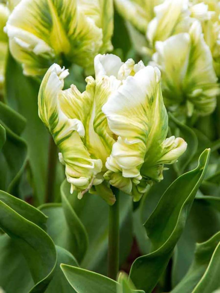 Зеленые тюльпаны сорта