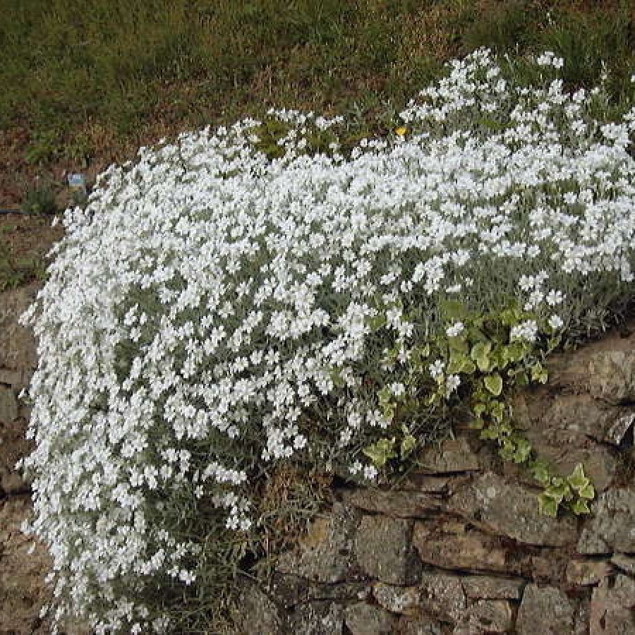 Ясколка войлочная (Cerastium tomentosum)