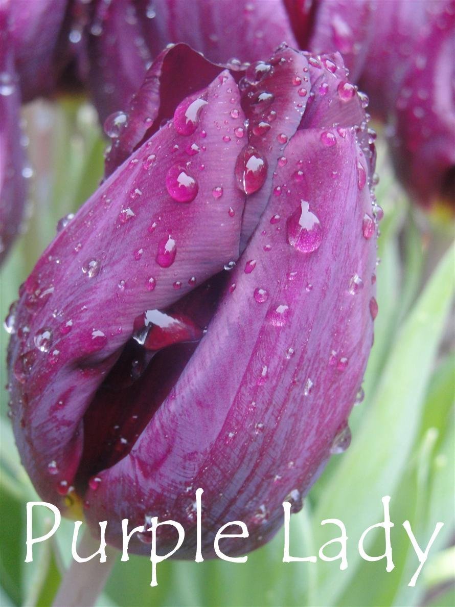 Tulipa Deep Purple Rock