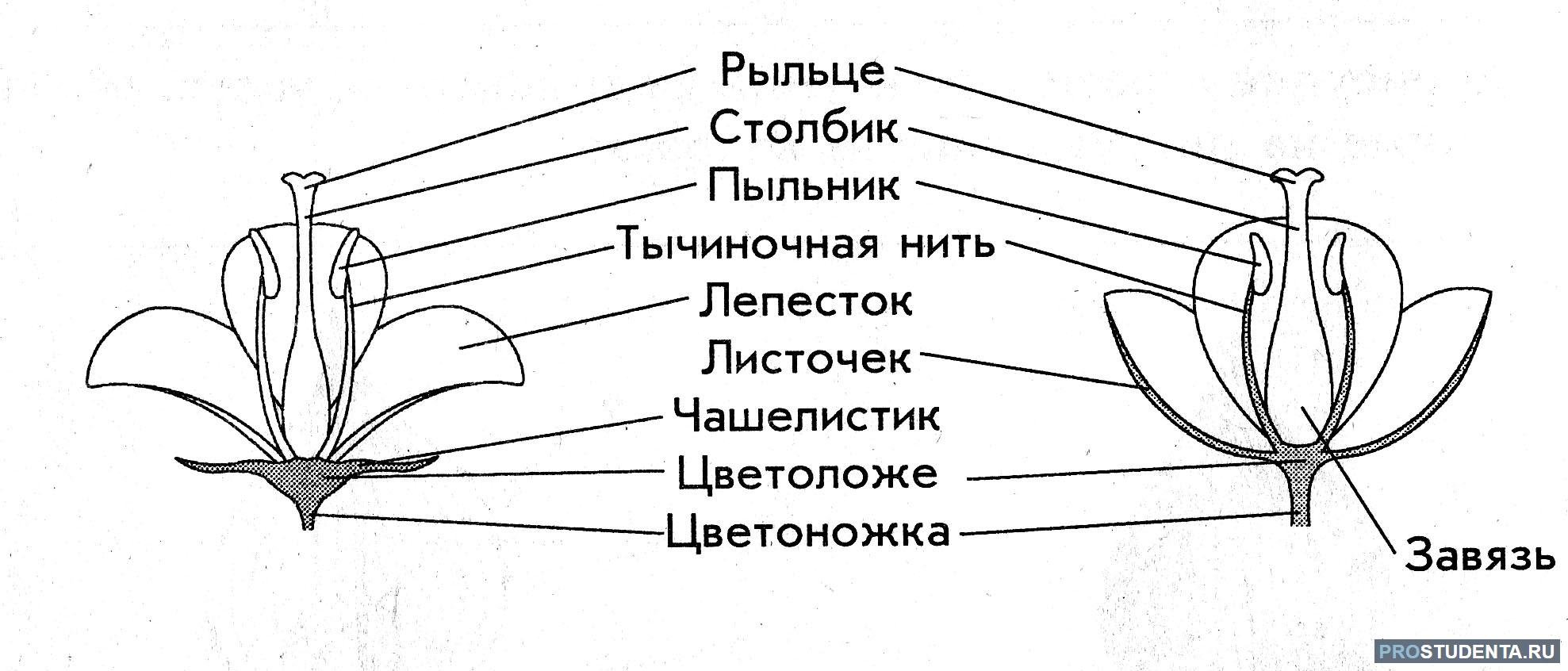 Покажите стрелками и подпишите на рисунке лепесток столбик завязь