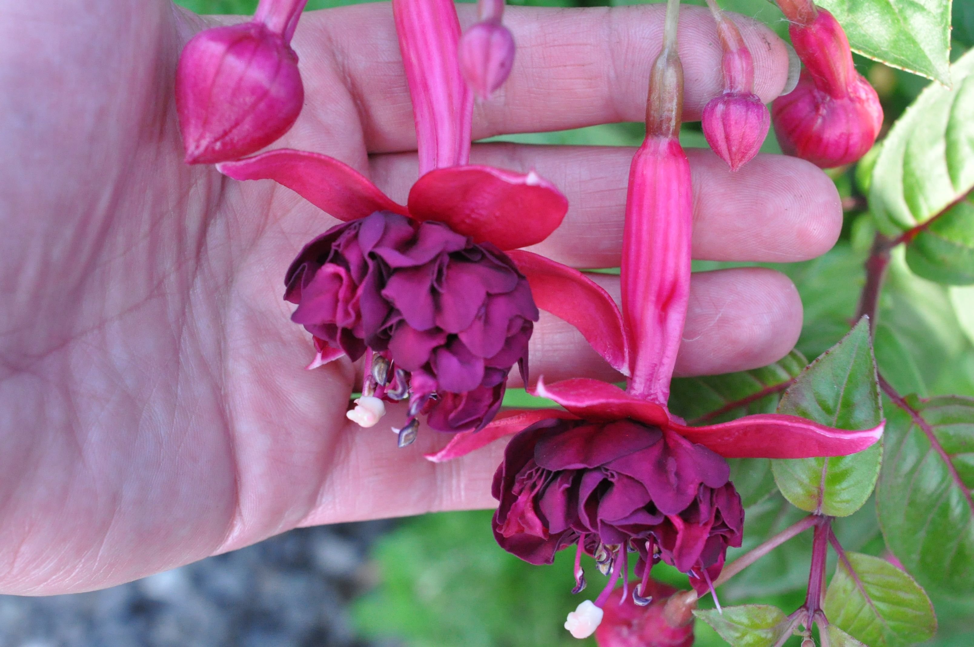 Фуксия fiorelli flowers фото и описание сорта