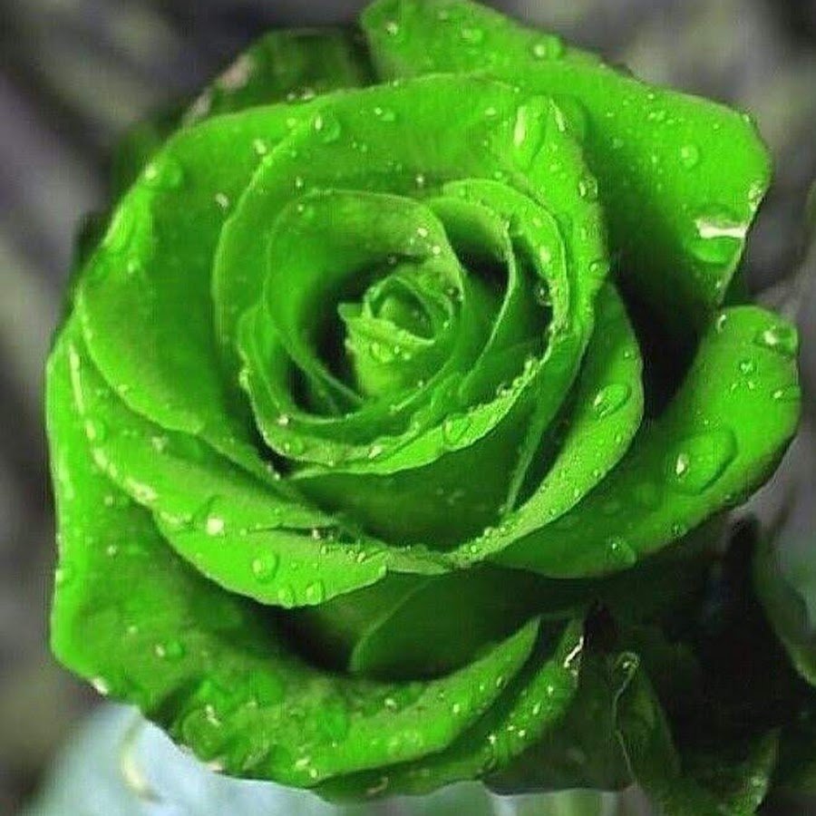 Болотная роза зеленая