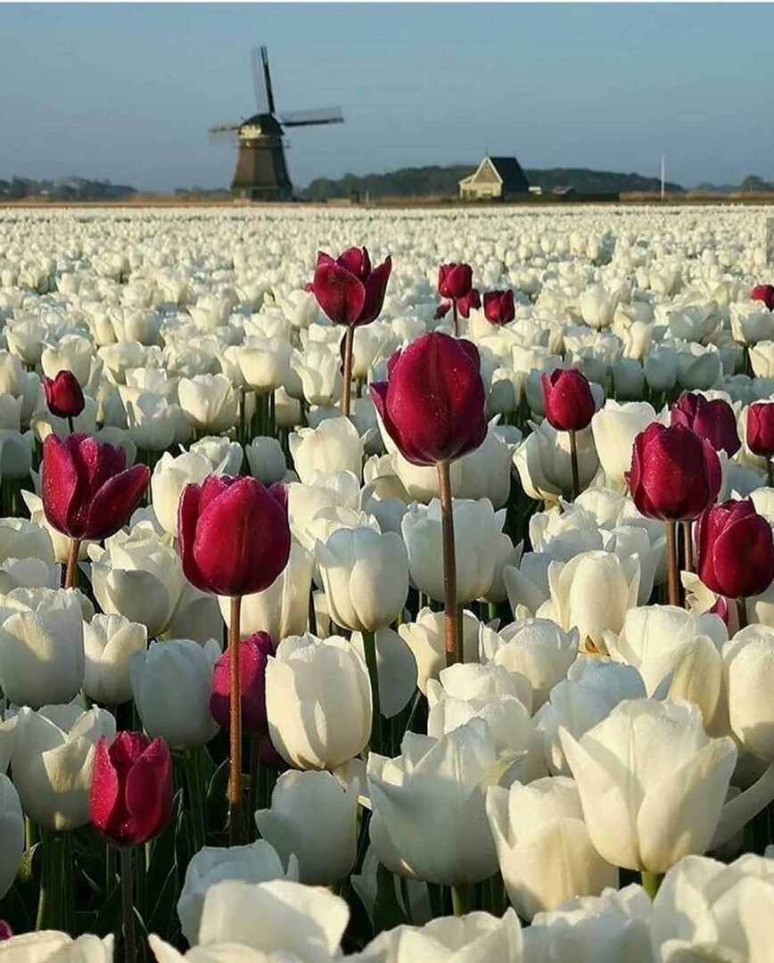 Родина тюльпанов Голландия